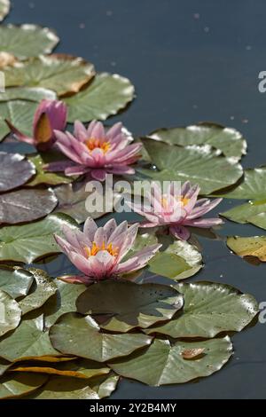 Die Großaufnahme der Nyphaea ´marliacea carnea´ ist eine kräftige, tagelblühende Wasserstaude mit abgerundeten Bronzeblättern. Stockfoto