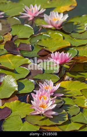 Die Großaufnahme der Nyphaea ´marliacea carnea´ ist eine kräftige, tagelblühende Wasserstaude mit abgerundeten Bronzeblättern. Stockfoto