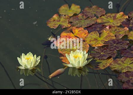 Die Großaufnahme der Nyphaea ´marliacea carnea´ ist eine kräftige, tagelblühende Wasserstaude mit abgerundeten Bronzeblättern. Stockfoto