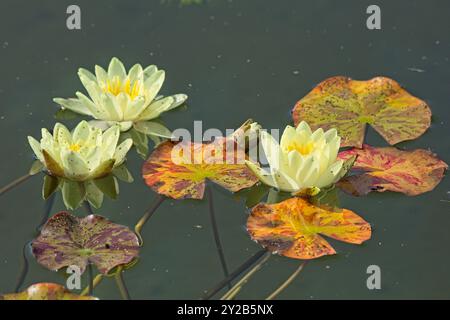 Die Großaufnahme der Nyphaea ´marliacea carnea´ ist eine kräftige, tagelblühende Wasserstaude mit abgerundeten Bronzeblättern. Stockfoto