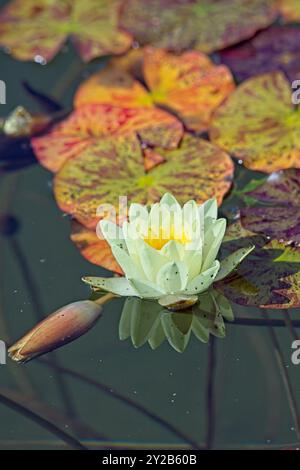 Die Großaufnahme der Nyphaea ´marliacea carnea´ ist eine kräftige, tagelblühende Wasserstaude mit abgerundeten Bronzeblättern. Stockfoto