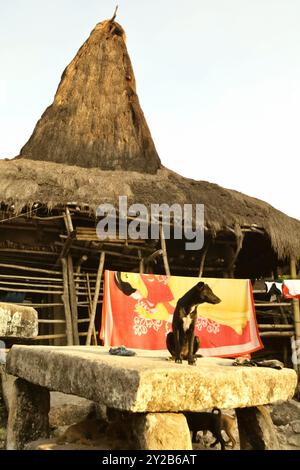 Ein Hund, der auf einem Megalithdolmen sitzt, im Hintergrund einer Bettdecke, die in der Sonne getrocknet wird, und traditionellen Häusern auf Sumba Island, Indonesien. Stockfoto