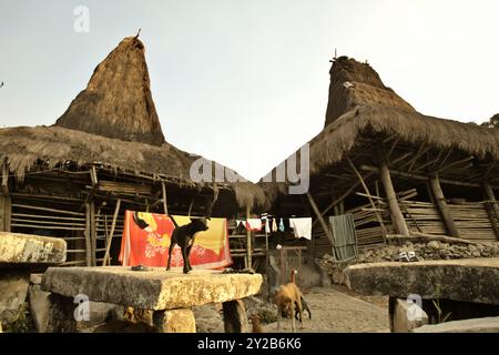 Ein Hund, der auf einem Megalithdolmen steht, im Hintergrund einer Bettdecke, die in der Sonne getrocknet wird, und traditionellen Häusern auf Sumba Island, Indonesien. Stockfoto