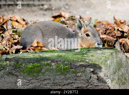 Großes Pampas-Kaninchen versteckt sich in den Blättern. Tier in der Natur. Dolichotis patagonum. Große Mara. Patagonische Mara. Stockfoto