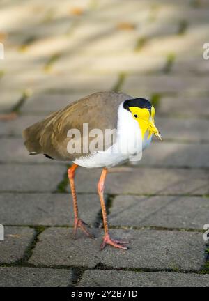 Porträt einer maskierten Küken. Vanellus Meilen. Maskierter Kiebitz. Stockfoto