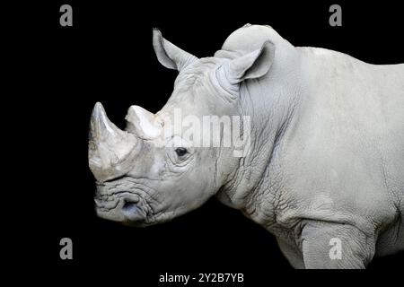 Graues Nashorn vor schwarzem Hintergrund. Ein Tier wurde von der Seite geschossen. Rhinocerotidae. Stockfoto