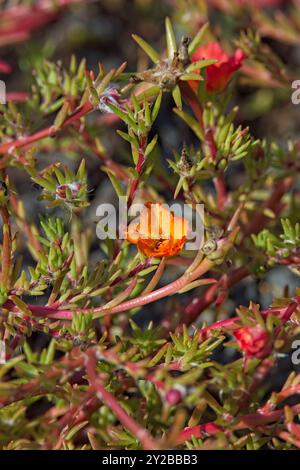 Die Großaufnahme der Portulaca grandiflora, bekannt als Moosrose, ist eine sukelent blühende Pflanze in der Familie der Puslane portulacacaceae. Stockfoto