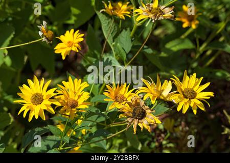 Die Nahaufnahme der Heliopsis helianthoides, bekannt als falsche Sonnenblume, raues Ochsenauge oder glattes Ochsenauge, ist eine Art blühender Pflanze aus der Familie der asteraceae. Stockfoto