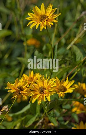 Die Nahaufnahme der Heliopsis helianthoides, bekannt als falsche Sonnenblume, raues Ochsenauge oder glattes Ochsenauge, ist eine Art blühender Pflanze aus der Familie der asteraceae. Stockfoto