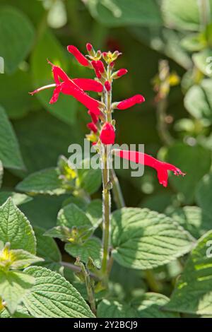 Die Großaufnahme der Iris sibirica, auch bekannt als sibirische Iris oder sibirische Flagge, ist eine Art blühender Pflanze aus der Familie der iridaceae. Stockfoto