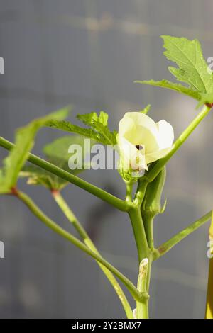 Okraanbau im Garten - Fruchtperiode Nahaufnahme: Der obere Teil der Pflanze mit einer blühenden Blume und einer grünen Schote in den Sonnenstrahlen. Stockfoto