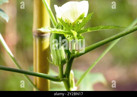 Okraanbau im Gartenbeet - Fruchtzeit. Ein Nahfoto einer Okra-Pflanze mit einer hellen Blütenöffnung, einem jungen Blatt und einer grünen Schote Stockfoto