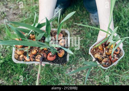 Hände, die vor dem Pflanzen gekeimte Gladioluszwiebeln halten Stockfoto