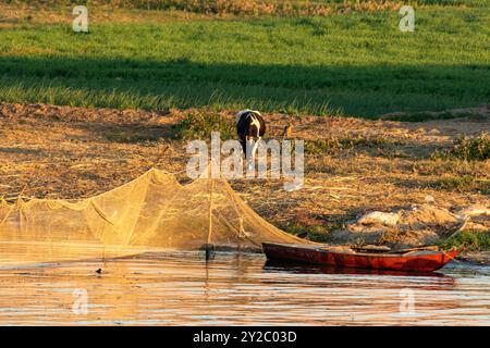 Ein Bild einer Kuh, die in den fruchtbaren Ländern am Ufer des Nils weidet, mit einem Boot, das bei einem orangen Sonnenuntergang am Ufer des Flusses angedockt ist. Stockfoto