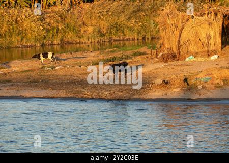 Herde schwarz-weiß gefleckter Kühe, die friedlich am Ufer des Nils bei einem orangen Sonnenuntergang grasen, mit Palmen im Hintergrund. Stockfoto