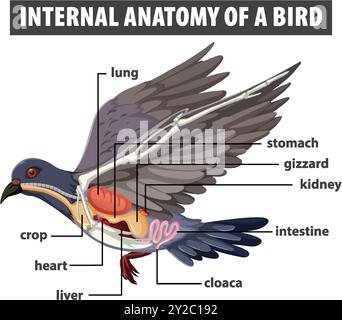 Detaillierte Darstellung der inneren Organe des Vogels Stock Vektor