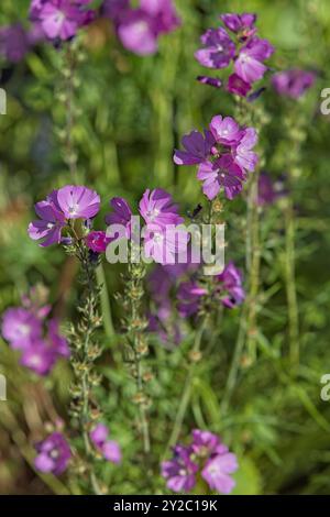 Nahaufnahme von Sidalcea neomexicana, auch bekannt unter den gebräuchlichen Namen Salt Spring Checkerbloom, Rocky Mountain Checker-Mallow und New Mexico Checker. Stockfoto