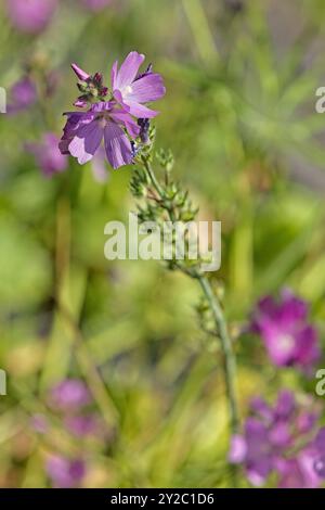 Nahaufnahme von Sidalcea neomexicana, auch bekannt unter den gebräuchlichen Namen Salt Spring Checkerbloom, Rocky Mountain Checker-Mallow und New Mexico Checker. Stockfoto