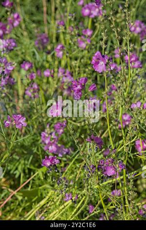 Nahaufnahme von Sidalcea neomexicana, auch bekannt unter den gebräuchlichen Namen Salt Spring Checkerbloom, Rocky Mountain Checker-Mallow und New Mexico Checker. Stockfoto