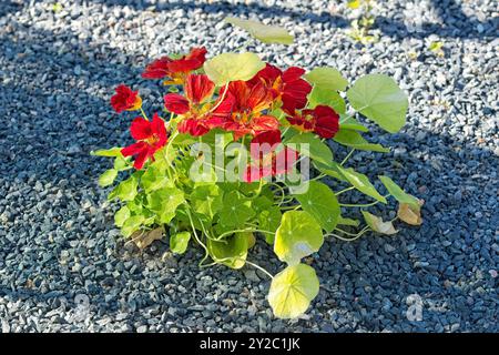 tropaeolum majus, auch bekannt als Gartennasturtium, Kapuzinerkresse, indische Kresse oder Mönchskresse, ist eine blühende Pflanze. Stockfoto