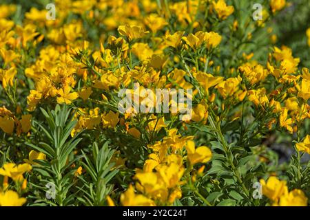 linum flavum, auch bekannt als goldener Flachs oder gelber Flachs, ist eine Art blühender Pflanze aus der Familie der Linaceae. Stockfoto