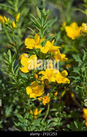 linum flavum, auch bekannt als goldener Flachs oder gelber Flachs, ist eine Art blühender Pflanze aus der Familie der Linaceae. Stockfoto