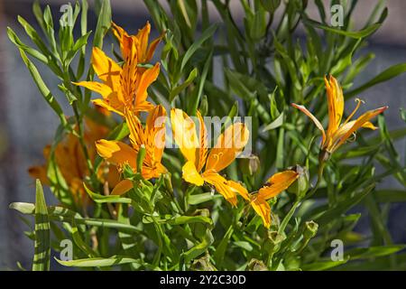 Nahaufnahme der Alstroemeria aurea auch als peruanische Lilie bekannt, ist eine blühende Pflanzenart aus der Familie der alstremeriaceae. Stockfoto