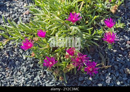 Die Nahaufnahme der Delosperma cooperi, der nachlaufenden Eispflanze, der harten Eispflanze oder dem rosafarbenen Teppich, ist eine mehrjährige Zwergpflanze. Stockfoto