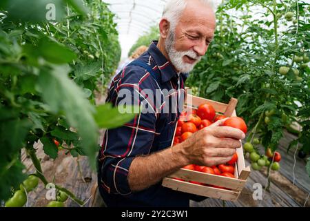 Bio-Gewächshausgeschäft. Der ältere Bauer pflückt frische und reife Tomaten in ihrem Gewächshaus. Stockfoto