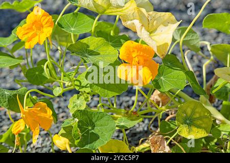 tropaeolum majus, die Gartennasturtium, Kapuzinerkresse, indische Kresse oder Mönchskresse, ist eine Art blühender Pflanze. Stockfoto