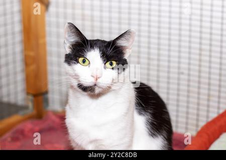 Eine neugierige und verspielte schwarz-weiße Katze mit auffallend leuchtenden grünen Augen, die direkt auf das Kameraobjektiv blicken Stockfoto