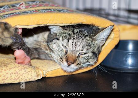 Eine verspielte Katze liegt bequem in einem hellgelben Ofenhandschuh, genießt ihren gemütlichen Ort und wird warm, während sie sich entspannt Stockfoto