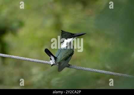 Amazonas-eisvogel (Chloroceryle amazona) sitzt auf einer Metallschnur, während sie morgens im Wald von Costa Rica auf der Jagd ist Stockfoto