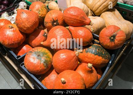 Orangerote Kürbisse in einer Gemüseschublade in einem Supermarkt. Stockfoto