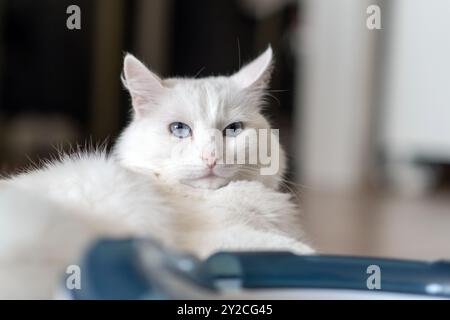 Eine weiße Katze liegt bequem auf dem Boden und blickt ruhig mit durchdringenden blauen Augen in einem warmen und einladenden Zimmer Stockfoto