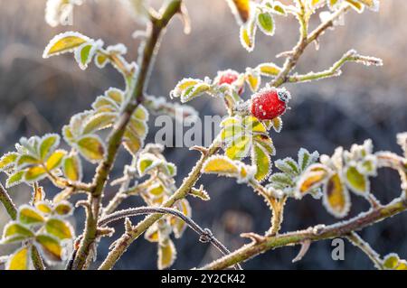 Ein frostiger wilder Rosenstrauch mit roten Beeren, beleuchtet von der Morgensonne. Stockfoto