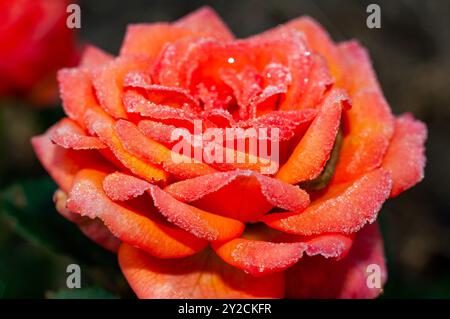 Eine Nahaufnahme einer frostigen Rose mit zarten Eiskristallen auf ihren leuchtenden Blütenblättern. Stockfoto