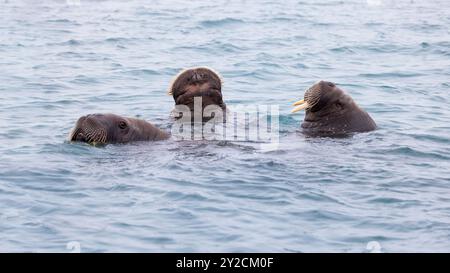 Erwachsene Walrosse, Odobenus rosmarus, schwimmen im Arktischen Ozean vor der Küste von Svalbard. Drei Gesichter tauchen aus dem Wasser auf. Stockfoto