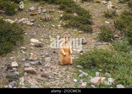 Nahaufnahme des Himalaya-Mammuts während des rituellen kora (Yatra) rund um den heiligen Berg Kailash. Ngari-Landschaft in Westtibet. Stockfoto