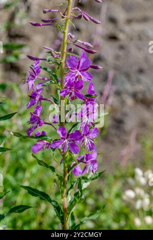 Violette Epilobium angustifolium blüht am Alpenhang, in hellem Sommerlicht in der Nähe des Bergheims Viel del Pan, Canazei, Italien Stockfoto