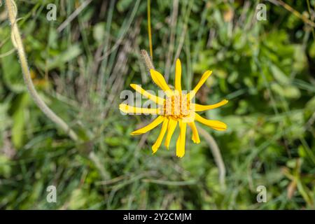 Gelbe Arnica Montana Blume am Alpenhang, in hellem Sommerlicht in der Nähe des Bergheims Viel del Pan, Canazei, Italien Stockfoto