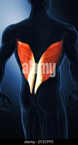 Latissimus dorsi-Muskeln im menschlichen Muskelsystem Stockfoto