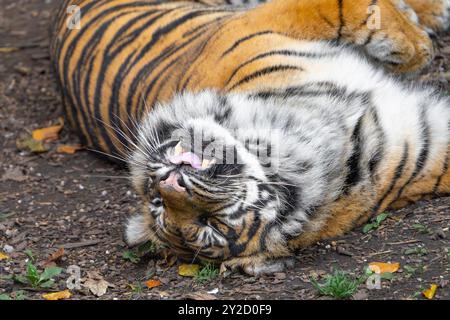 Aus nächster Nähe sehen Sie den wunderschönen, einsamen Sumatra-Tiger (Panthera tigris sumatrae), der wie eine verspielte Katze auf dem Rücken rollt! Stockfoto