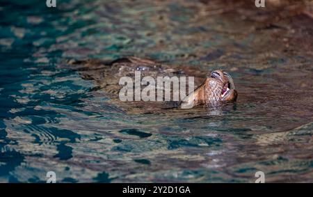 Nahaufnahme einer schwimmenden Galapagos Seelöwenschnauze und Whisker (Zalophus wollebaeki), Galapagos Inseln Stockfoto