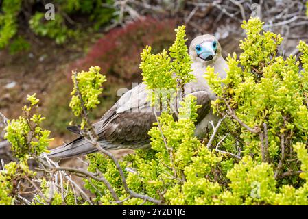 Rotfuß-Booby (Sula sula) in einem Busch auf San Cristobal Island, Galapagos Stockfoto