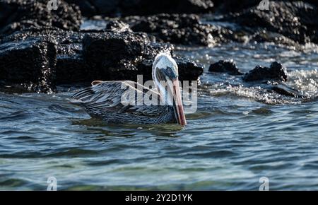 Nahaufnahme des braunen Pelikans (Pelecanus occidentalis) in Wasser, Galapagos Stockfoto