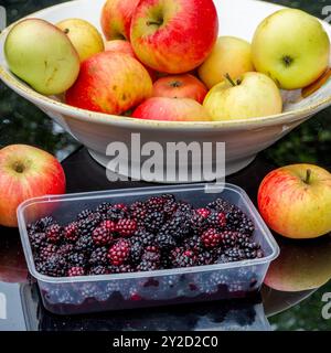 Brombeeren und Äpfel auf der Suche. Eine Schachtel frisch gepflückter Brombeeren zusammen mit einer Schüssel mit roten Entdeckungsäpfeln, die von einem Apfelbaum genommen wurden. Stockfoto