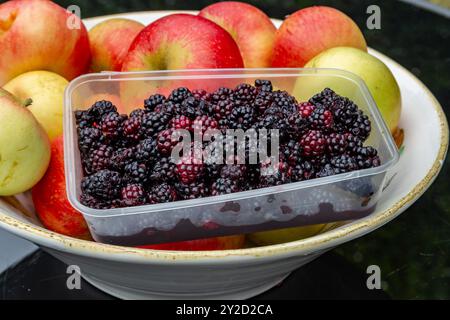 Brombeeren und Äpfel auf der Suche. Eine Schachtel frisch gepflückter Brombeeren zusammen mit einer Schüssel mit roten Entdeckungsäpfeln, die von einem Apfelbaum genommen wurden. Stockfoto