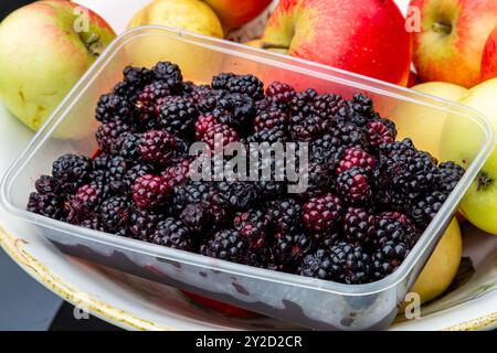 Brombeeren und Äpfel auf der Suche. Eine Schachtel frisch gepflückter Brombeeren zusammen mit einer Schüssel mit roten Entdeckungsäpfeln, die von einem Apfelbaum genommen wurden. Stockfoto