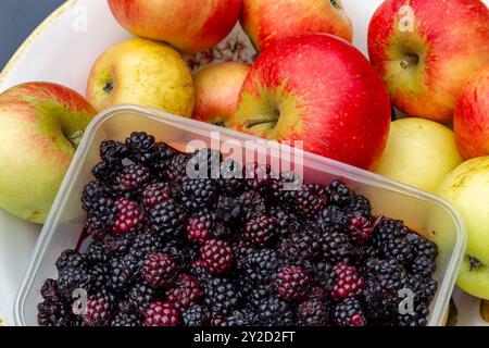 Brombeeren und Äpfel auf der Suche. Eine Schachtel frisch gepflückter Brombeeren zusammen mit einer Schüssel mit roten Entdeckungsäpfeln, die von einem Apfelbaum genommen wurden. Stockfoto